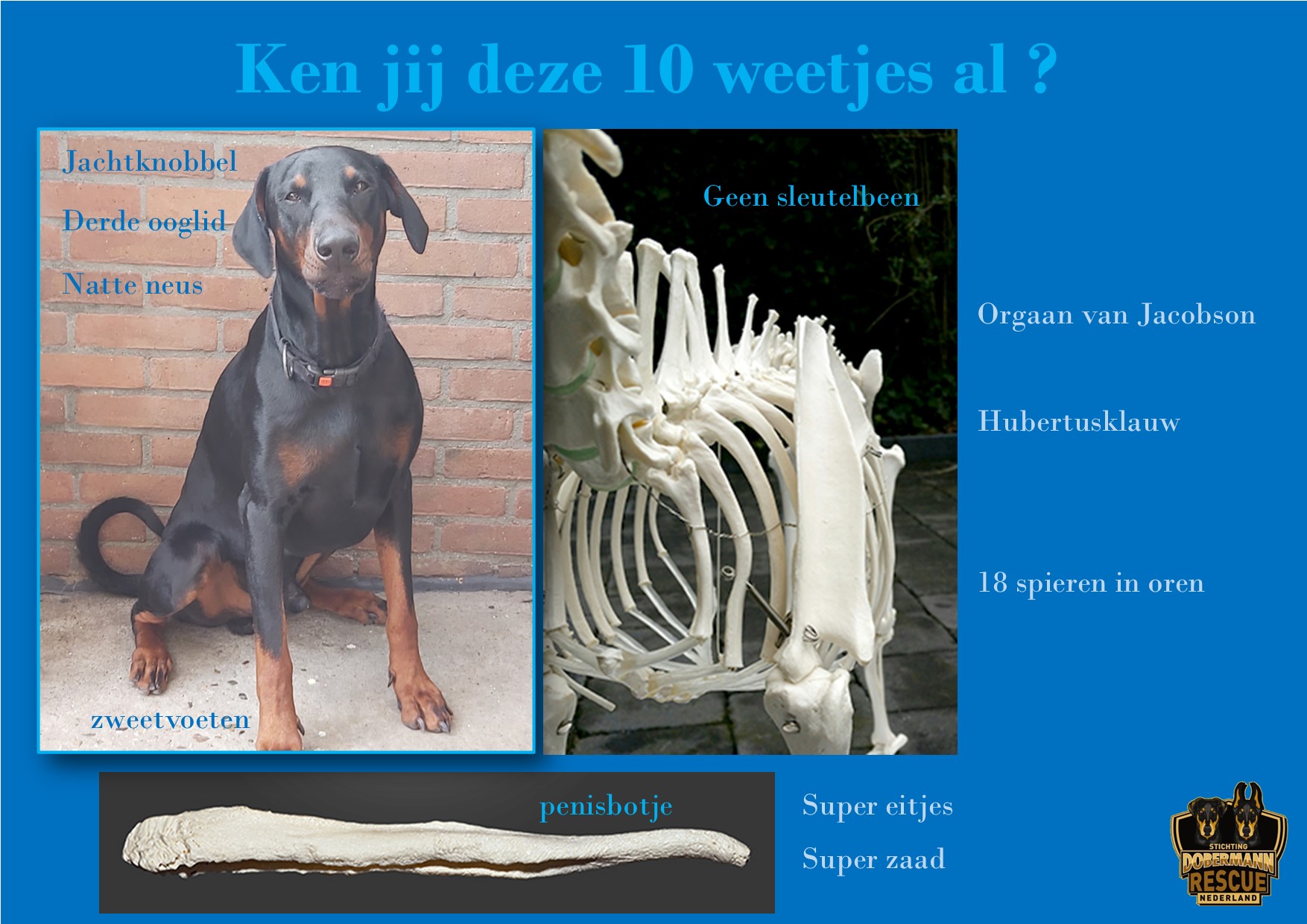 KEN JIJ DEZE 10 WEETJES OVER HET HONDENLICHAAM? | Stichting Dobermann  Rescue Nederland, image size:1754x1240