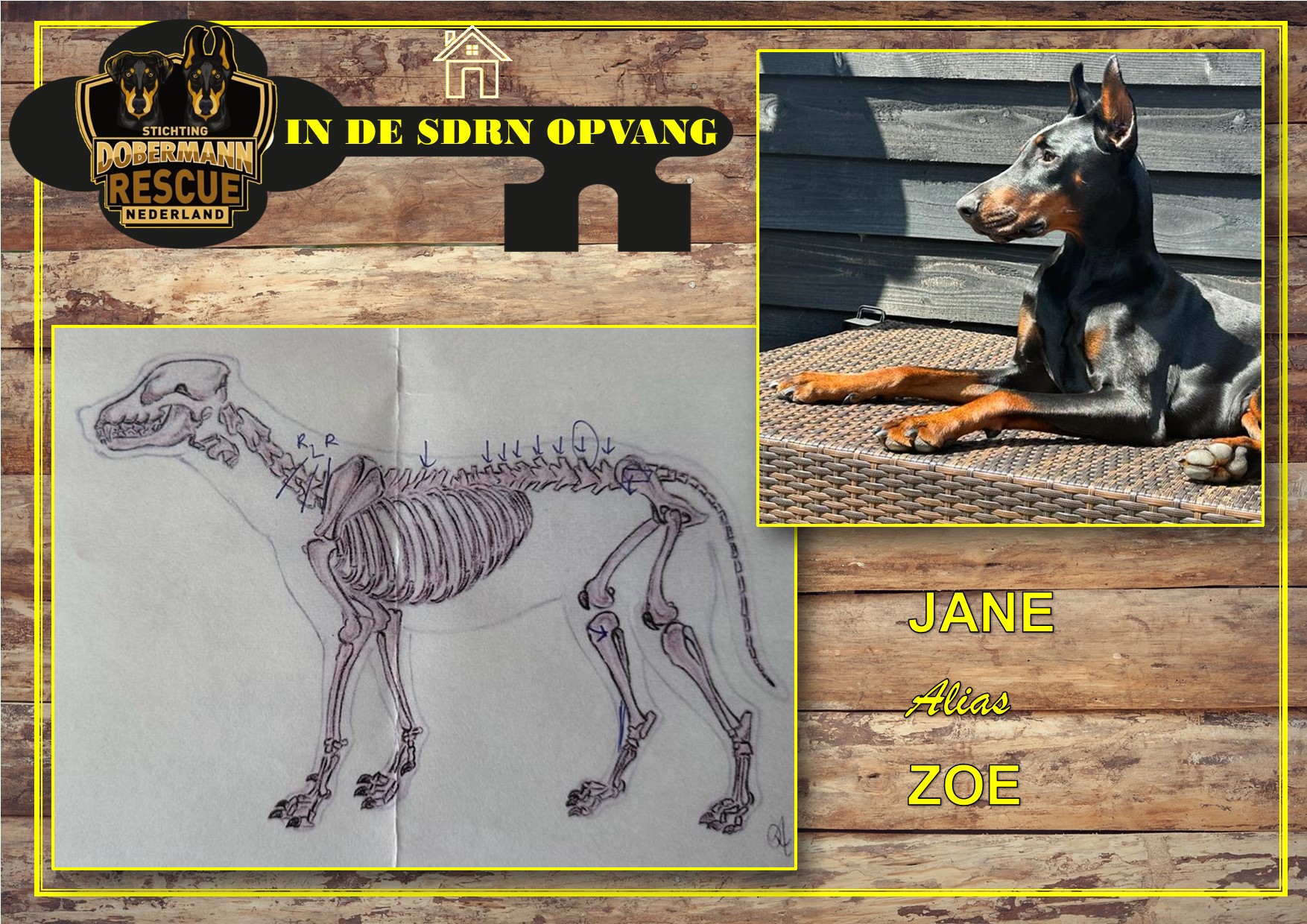 Update Jane alias Zoë Stichting Dobermann Rescue Nederland