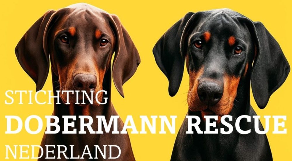 Stichting Dobermann Rescue Nederland